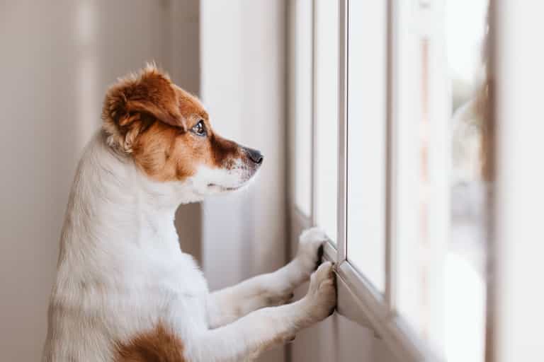 DSPCA urges pet owners not to forget their dogs as they return to office DSPCA urges pet owners not to forget their dogs as they return to office