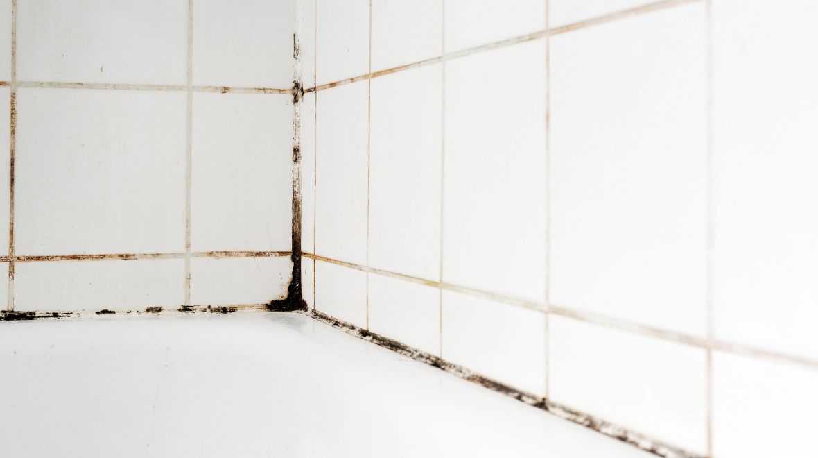 ‘Easy to use’ gadget clears stubborn mould from bathrooms – and it’s just €11 ‘Easy to use’ gadget clears stubborn mould from bathrooms – and it’s just €11