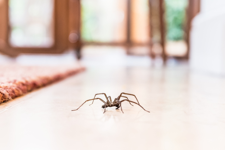 This easy home hack will keep spiders OUT of your house - HerFamily